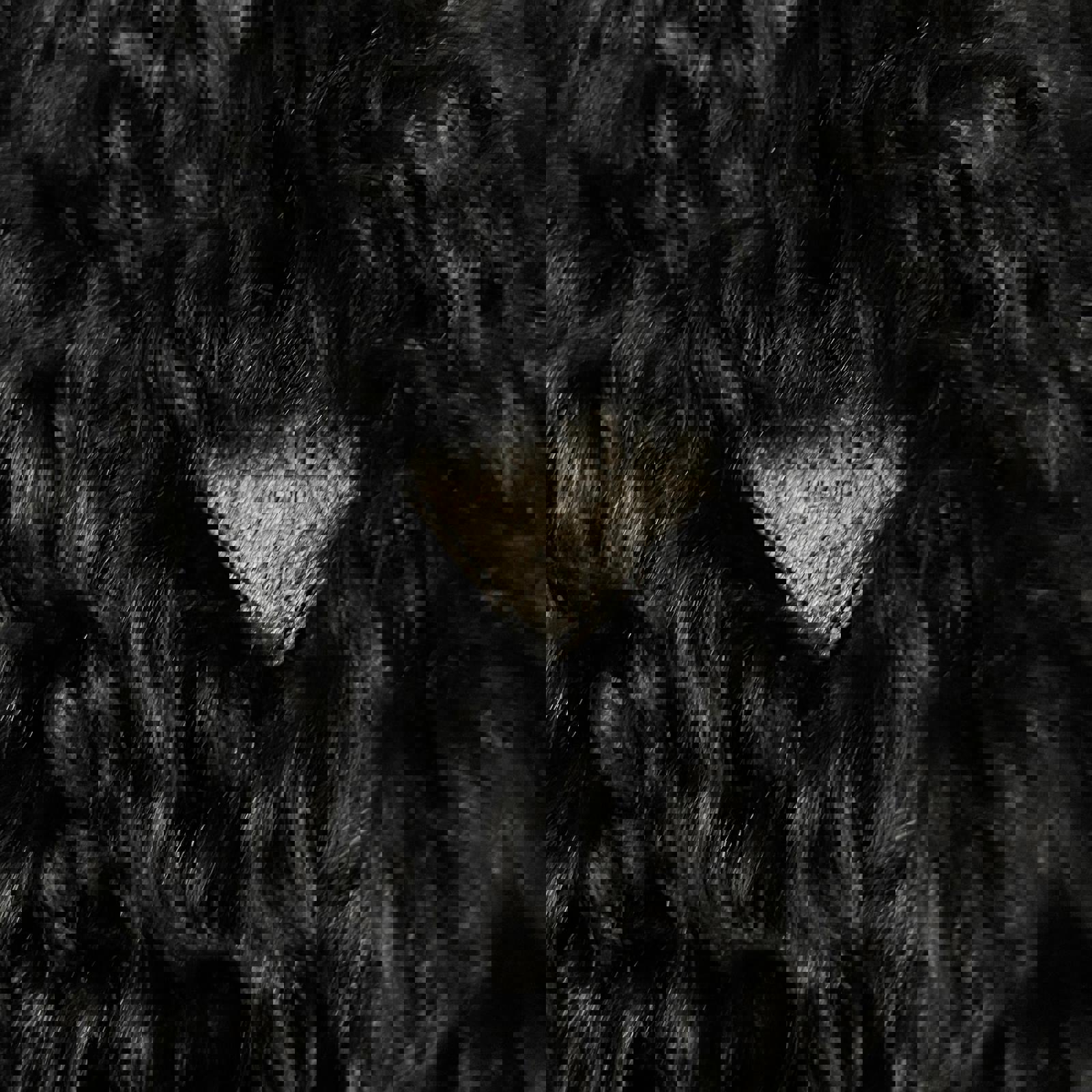 Prada Kalgan Fur Jacket XXL / Black